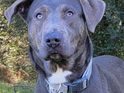 Hank is Big and Beautiful and Looking for a Family (without Chickens)