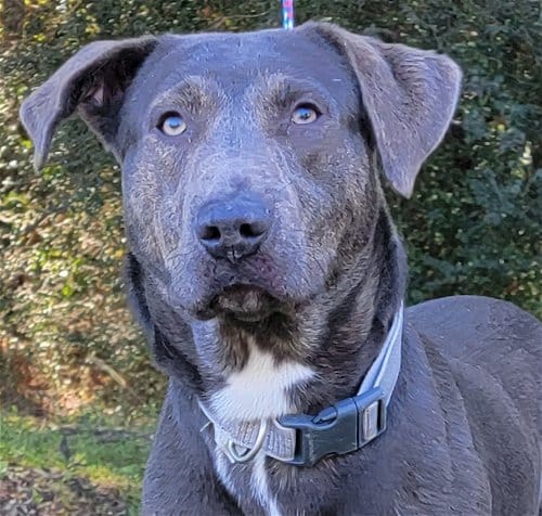 Hank is Big and Beautiful and Looking for a Family (without Chickens)