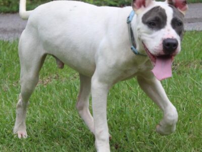 <strong>PAHS Pet of the Week is Asher! Handsome Fellow with Lots of Energy</strong>