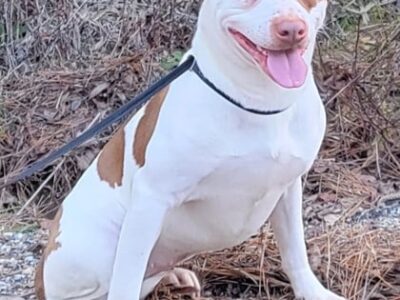 HSEC Pet of the Week is Sadie! Good with Dogs, Cats and Children