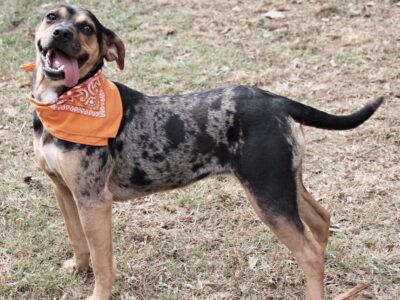 HSEC Pet of the Week is Mia! She is a Very Playful and Happy Girl and waiting for a new Family