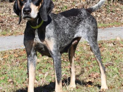 PAHS Pet of the Week is Taylor Smith! Sweet Girl who Walks Well on a Leash