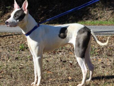 <strong>PAHS Pet of the Week: Meet Ashley! Beautiful girl, friendly and sweet</strong>