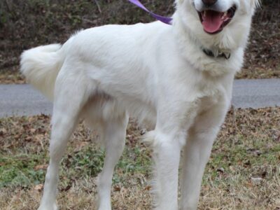 <strong>PAHS Pet of the Week: Bruce is a Great Pyrenees that is Leash-Trained and Knows Commands</strong>