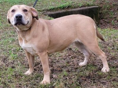 <strong>HSEC Pet of the Week is Delilah; Super Sweet Chunk, she Loves Everyone</strong>