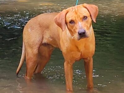 HSEC Pet of the Week: Melvin has been waiting for Home since May 2022