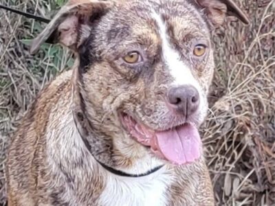 HSEC Pet of the Week: Meet Starr! High Energy, Loves to Cuddle