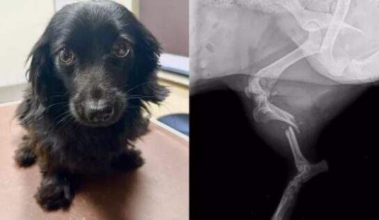 Donations Sought for Surgery for injured dog ‘Tulip’; Her owner Passed away in Tornado