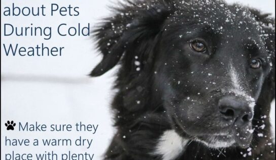 <strong>HSEC Offers Wet and Cold Weather Tips for your Pets</strong>