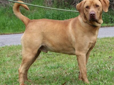 Big, Beautiful Ben is Waiting for a home at Prattville Autauga Humane Shelter!