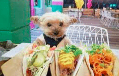 Heady Scoops and Smoothies to host Tacos and Tails at Humane Society of Elmore County Saturday