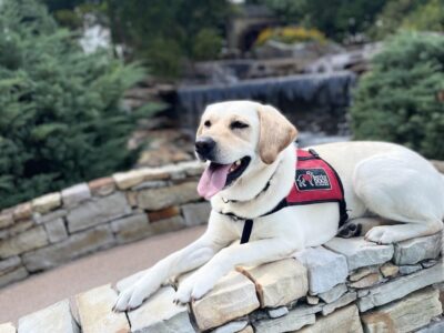 <strong>Charity Event April 15 to benefit Service Dogs Alabama; Hosted by American Legion Post 133</strong>