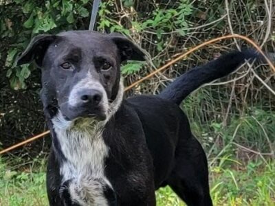 <strong>With an Awesome Personality, Vinny is at HSEC Shelter awaiting New Family</strong>