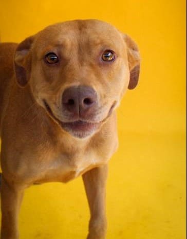 PAHS Pet of the Week: Meet Charlotte!