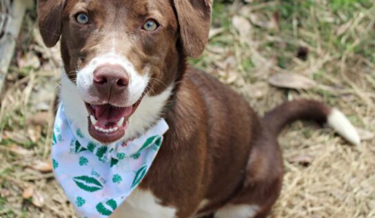 HSEC Pet of the Week: Meet Cherokee! Loves Children and other Dogs, needs High-Energy owner