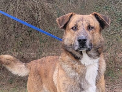 <strong>Beautiful Harvey is a Big Boy, but Super Nice and Laid Back</strong>