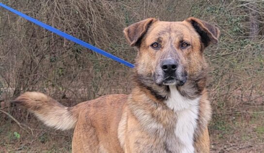 <strong>Beautiful Harvey is a Big Boy, but Super Nice and Laid Back</strong>