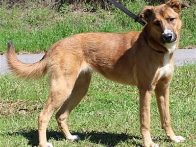 PAHS Pet of the Week: Affectionate Girl is well Behaved and Needs a Family to love