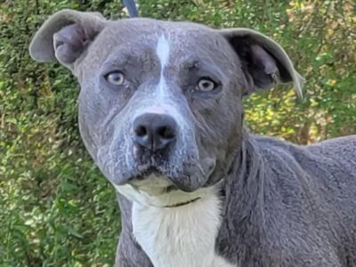 HSEC Pet of the Week is Diamond; Great with All Dogs, Housetrained