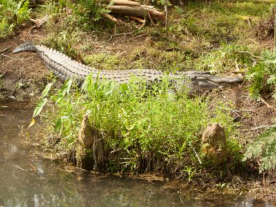 Apply for an Alligator Harvest Permit Starting June 6