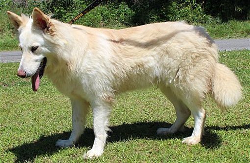 PAHS: ‘Bunny’ in Need of Foster Family as she Recovers from Heart Worms