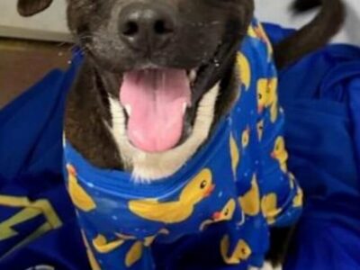 HSEC Pet of the Week: Mercy had Horrible Injury but remains Active, Agile