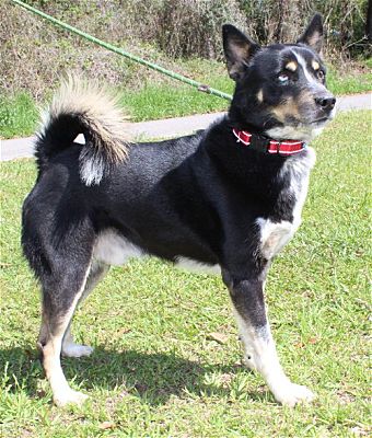 Ezra is PAHS Pet of the Week; Please note the increase in adoption fees