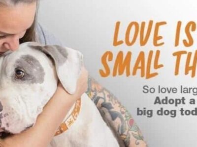 Animal Lovers Answer a Plea for Help from HSEC; Summer Means Many Take Ins but Few Adoptions