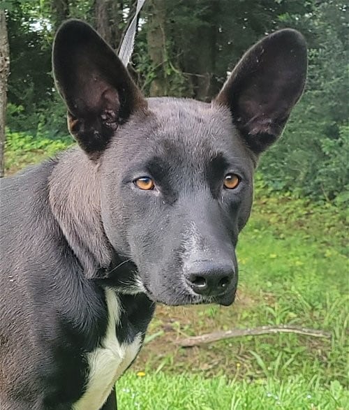 HSEC Pet of the Week is Courtney! Super Sweet, Great with other Dogs