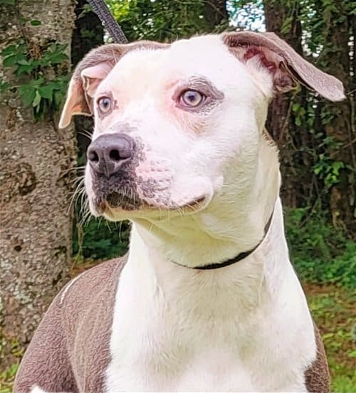 HSEC Pet of the Week: Meet Draco! A Real Sweetheart