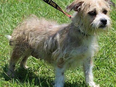 PAHS Pet of the Week is Annabelle! Loving and Sweet and waiting for Family