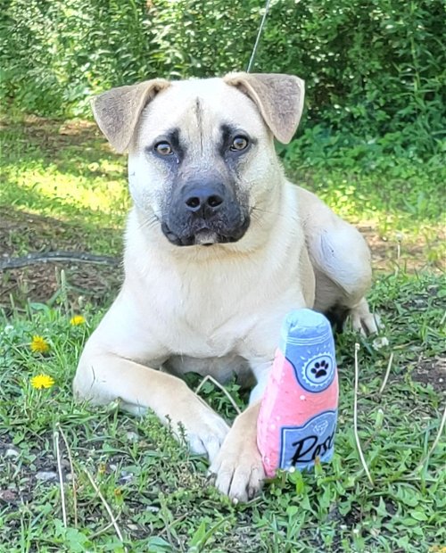 HSEC Pet of the Week is Pugsley! Laid back, Great with other Dogs and loves Attention
