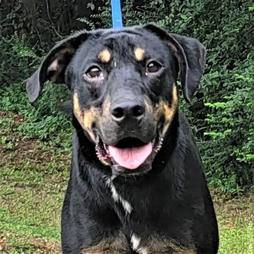 HSEC Pet of the Week is JJ: Loves people, other Dogs and Very Playful