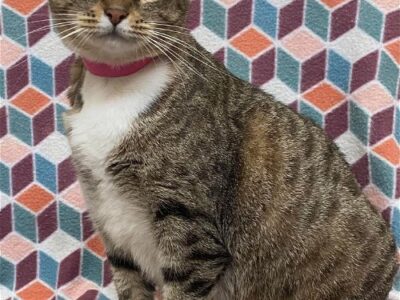 HSEC Pet of the Week is Sabrina! Great with Children