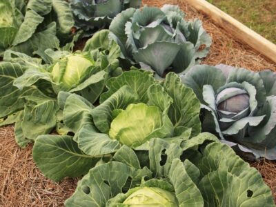 Consider Planting a Fall Vegetable Garden