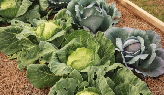 Consider Planting a Fall Vegetable Garden