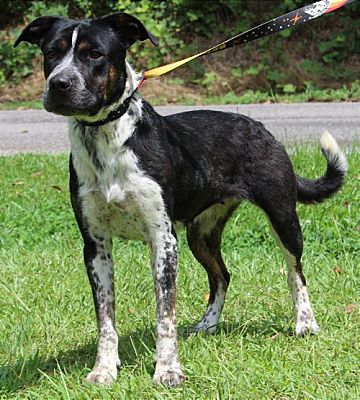 PAHS Pet of the Week is Naomi! Crate-Trained, Good with other Dogs