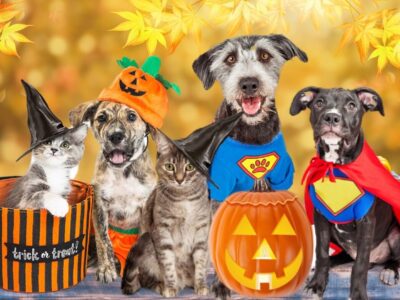 Pet Palooza this Weekend; Today’s the Last Day for Vendor Sign-ups