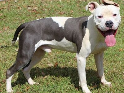 Lincoln is PAHS Pet of the Week; Handsome and Affection, Good with Dogs and Children