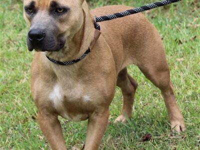 What do you Get when you Cross a Basset and a Pit Bull? A short-legged Cutie! GQ is looking for his Forever Home at PAHS