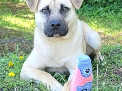 HSEC Pet of the Week: Meet Pugsley! Laid back, Good with other dogs
