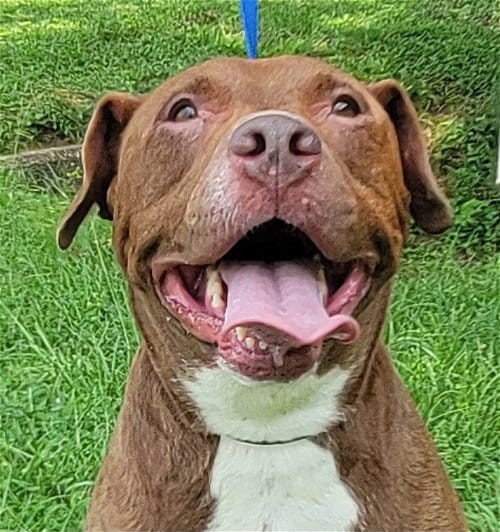 HSEC Pet of the Week is Rainey; Pit/Lab Female is Sweet at the Come