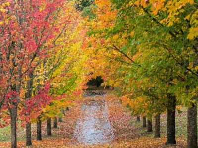 Amid Tough Year for Trees, Alabama Anticipates Fall Color