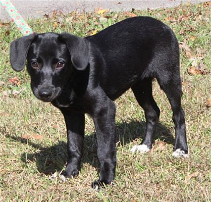 Meet Molly! She is the PAHS Pet of the Week, and quite a Beauty!