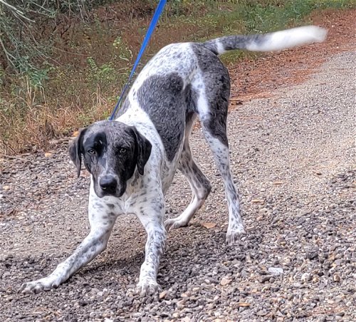 HSEC Pet of the Week is Kurt! Full of personality, he is Great with dogs and kids