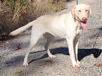 HSEC Pet of the Week: Savannah is at HSEC waiting for her New Family