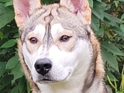 Meet Yoshi! Humane Society Pet of the Week looking for a family