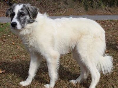 Lashes is a Beautiful, Shy Girl at PAHS waiting for her New home