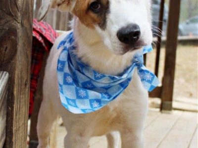 This lovely girl, Dream, is waiting for her Forever Home at HSEC