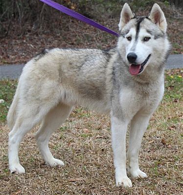 Meet Kong! He is the PAHS Pet of the Week and ready for a Family to love him